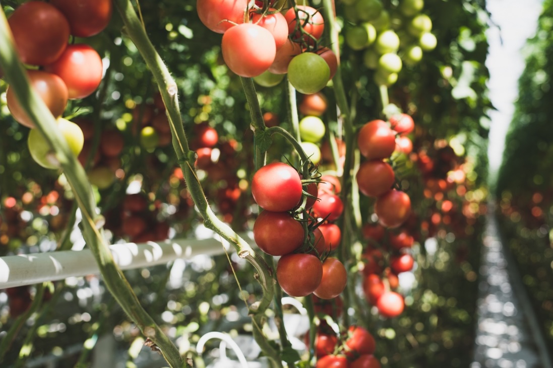 tomates